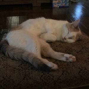 Meet your Posher, Abby